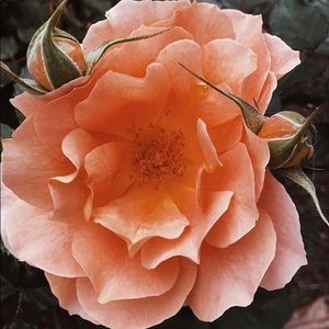 Meet your Posher, Debra